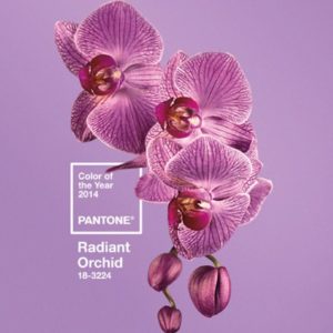 pantone-radiant orchid